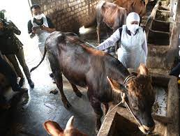 Waspadai Kasus PMK Ternak Sapi, Pemprov Riau Aktifkan 24 Jam Posko di Perbatasan 